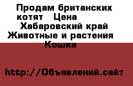 Продам британских котят › Цена ­ 5 000 - Хабаровский край Животные и растения » Кошки   